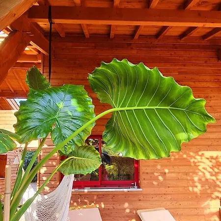 Eco-lodge Sur Pilotis - Piscine, Velo, Plancha - Entre Bayonne Et Hossegor *